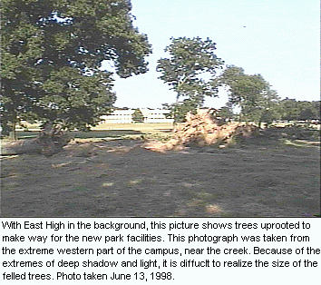 Trees downed by bulldozer.